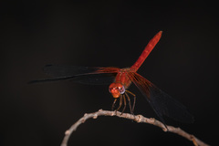 Dythemis maya