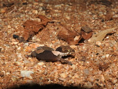 Cyrtodactylus