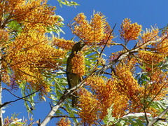 Sericulus chrysocephalus