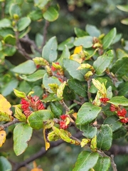 Nothofagus cliffortioides