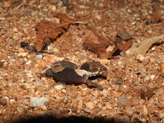 Cyrtodactylus