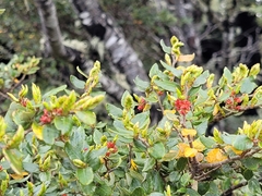 Nothofagus cliffortioides