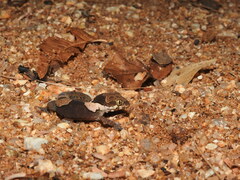 Cyrtodactylus