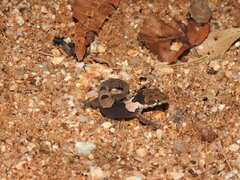 Cyrtodactylus