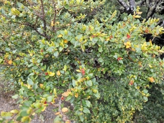 Nothofagus cliffortioides
