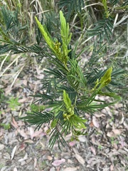 Acacia irrorata
