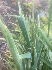 Phalaris aquatica