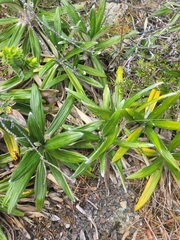 Celmisia spectabilis spectabilis