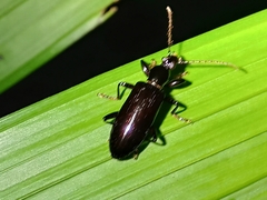 Statira