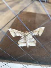 Krananda latimarginaria