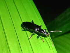 Statira