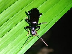 Statira