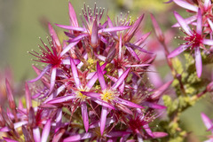 Calytrix exstipulata