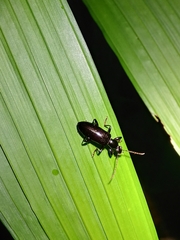 Statira