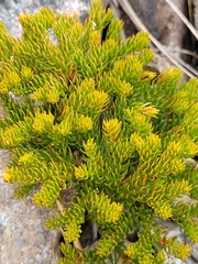 Austrolycopodium fastigiatum