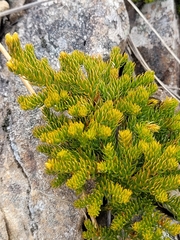 Austrolycopodium fastigiatum
