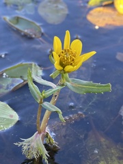 Bidens beckii