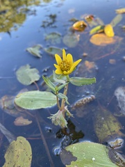 Bidens beckii