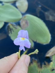 Utricularia purpurea