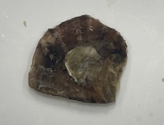 Margaritidae
