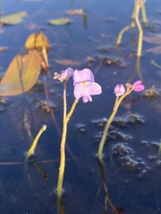 Utricularia purpurea