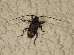 Astyleiopus variegatus
