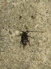 Astyleiopus variegatus