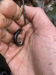 Desmognathus conanti
