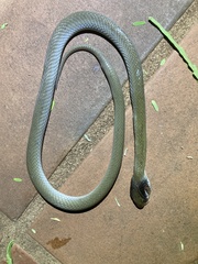 Crotaphopeltis hotamboeia