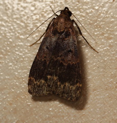 Hydrillodes funestalis