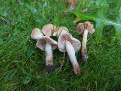 Hebeloma sacchariolens