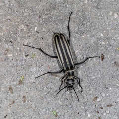 Epicauta atrivittata