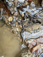 Desmognathus conanti