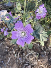 Malva weinmanniana