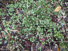 Streblus heterophyllus