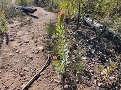 Arctostaphylos andersonii