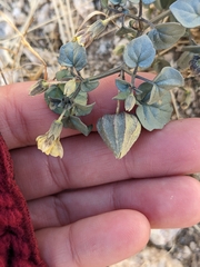 Physalis crassifolia