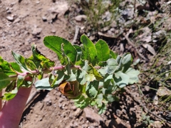 Arctostaphylos andersonii