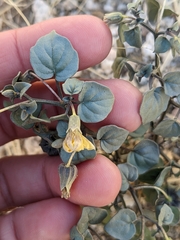Physalis crassifolia