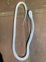 Crotaphopeltis hotamboeia