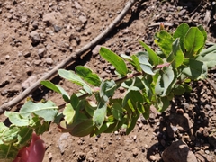 Arctostaphylos andersonii