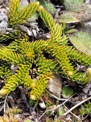 Austrolycopodium fastigiatum