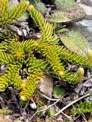 Austrolycopodium fastigiatum