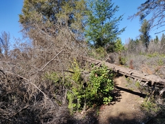 Cupressus abramsiana