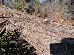 Cupressus abramsiana