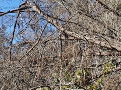 Cupressus abramsiana