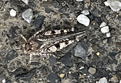 Pycnostictus seriatus
