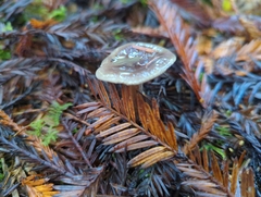 Lactarius pseudomucidus