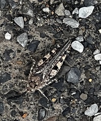 Pycnostictus seriatus