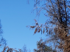 Cupressus abramsiana